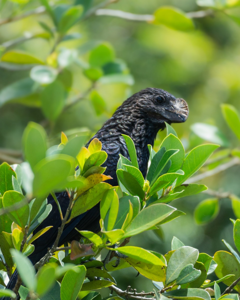 Düz Gagalı Ani - ML644749346