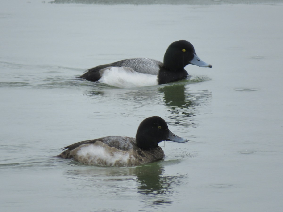 bergand - ML644749347