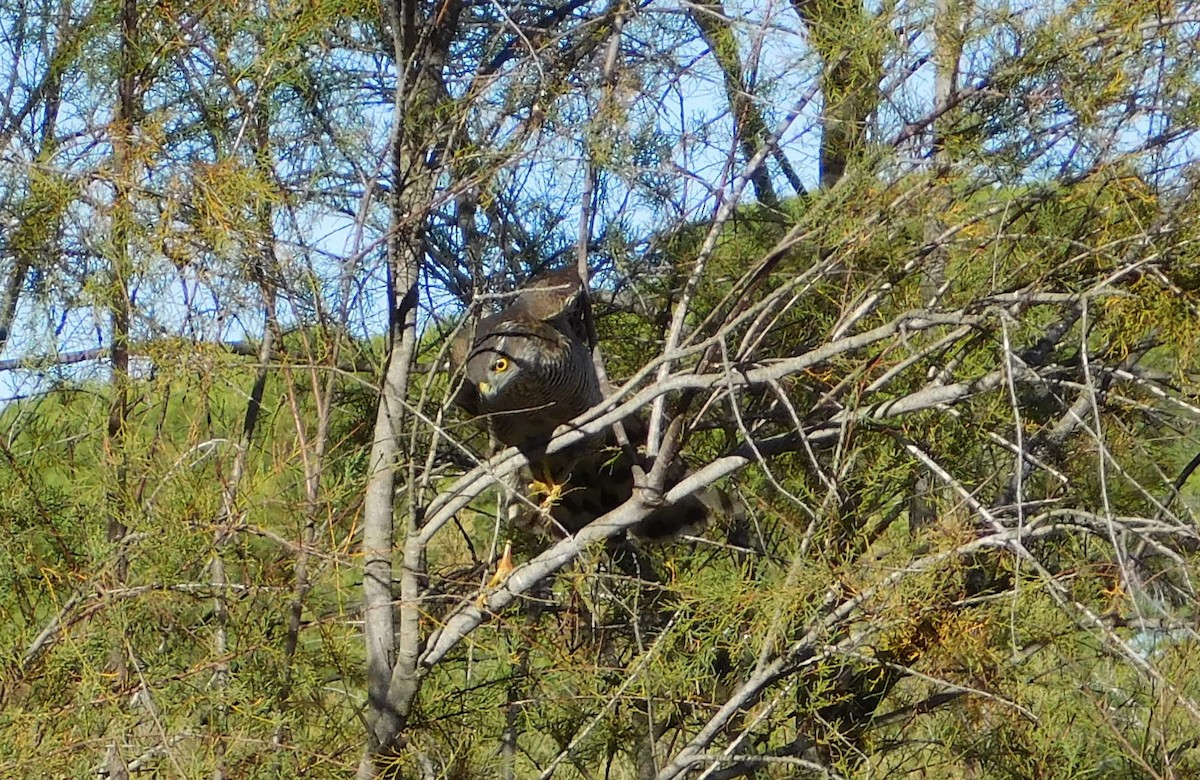 Eurasian Sparrowhawk - ML644749348