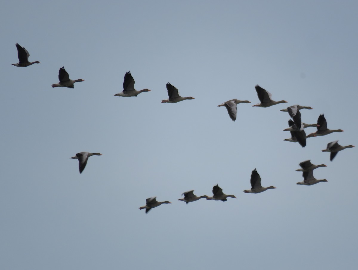 Graylag Goose - ML644749349