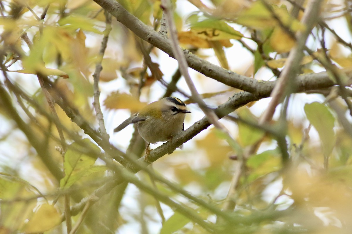 Common Firecrest - ML644749369