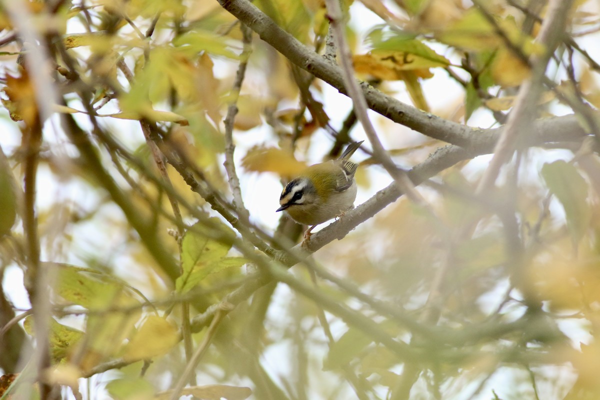 Common Firecrest - ML644749370