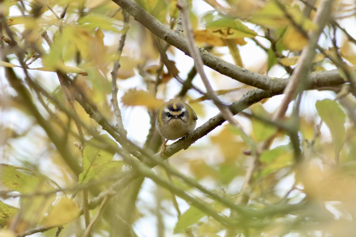 Common Firecrest - ML644749381