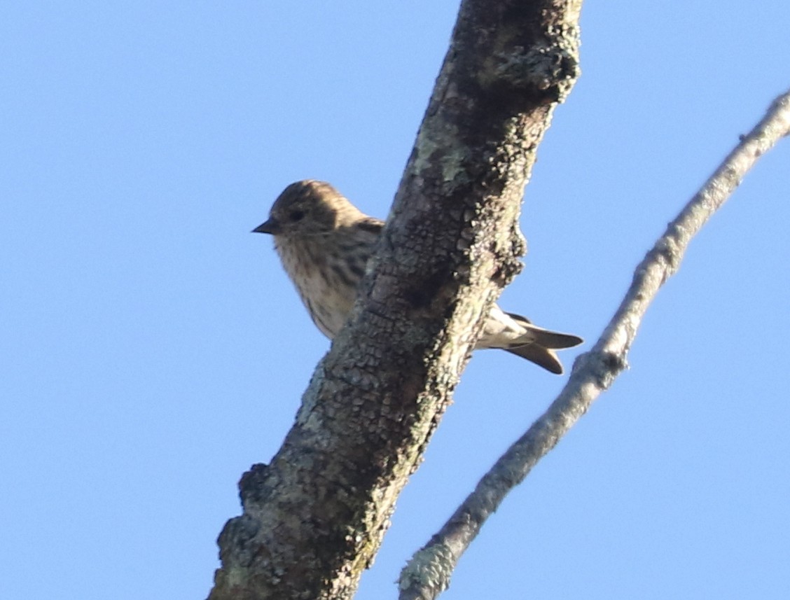 Pine Siskin - ML644749387