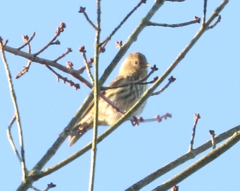 Pine Siskin - ML644749388