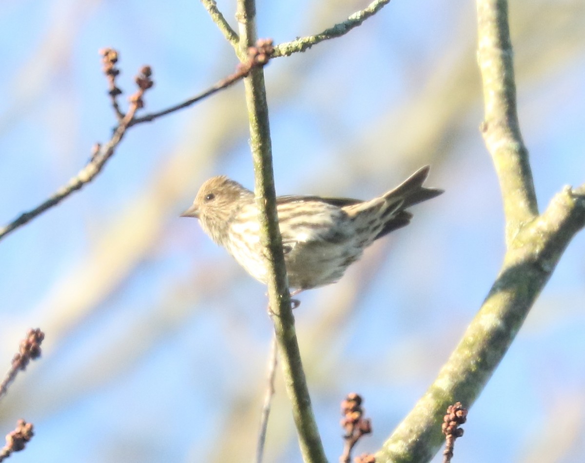 Pine Siskin - ML644749390