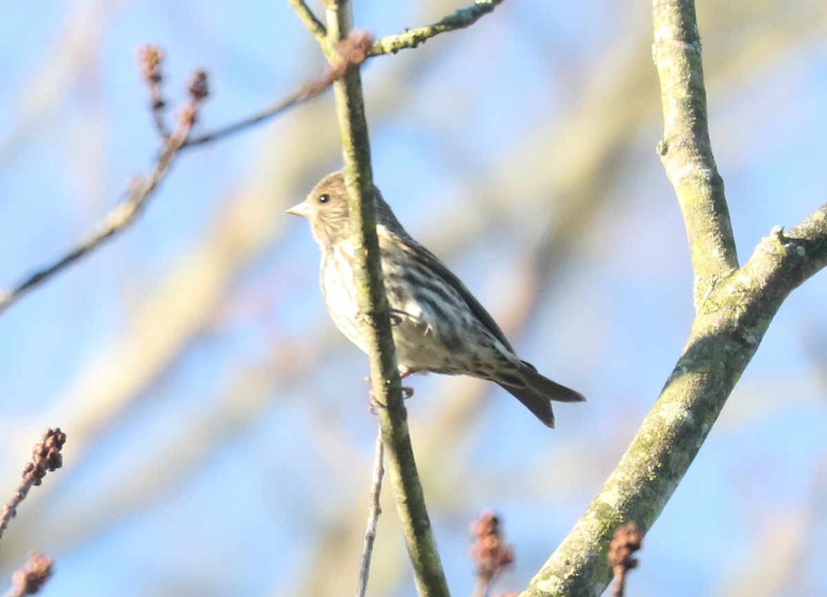 Pine Siskin - ML644749391