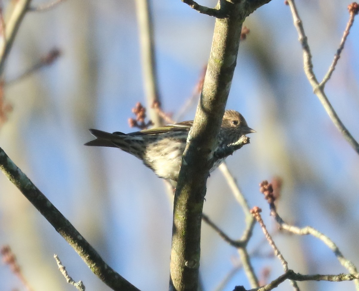 Pine Siskin - ML644749392