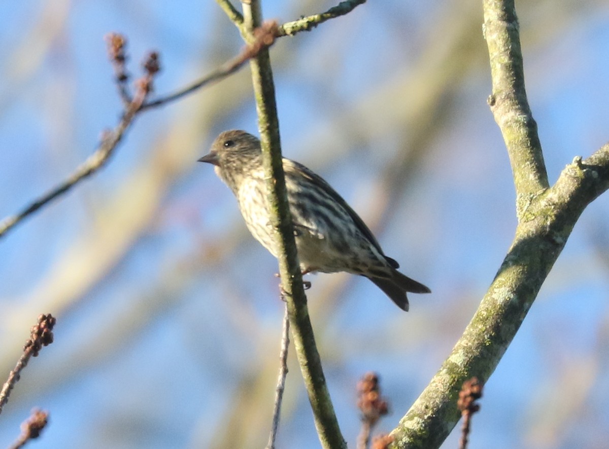 Pine Siskin - ML644749393