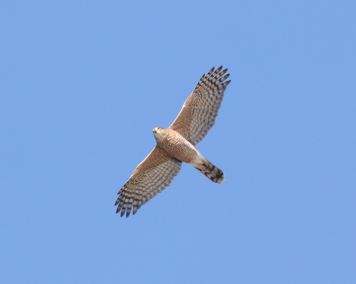 Cooper's Hawk - ML644749397