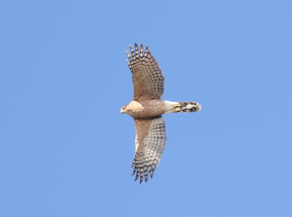 Cooper's Hawk - ML644749398