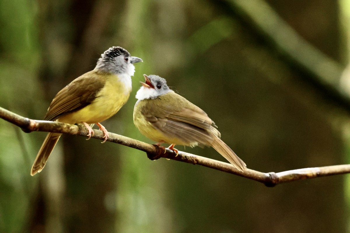 Yellow-bellied Bulbul - ML644749416
