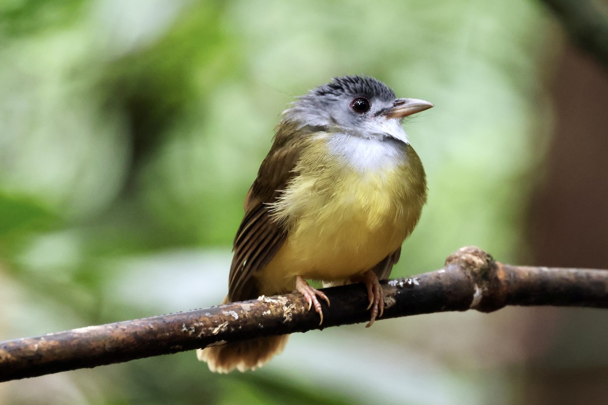 Yellow-bellied Bulbul - ML644749418