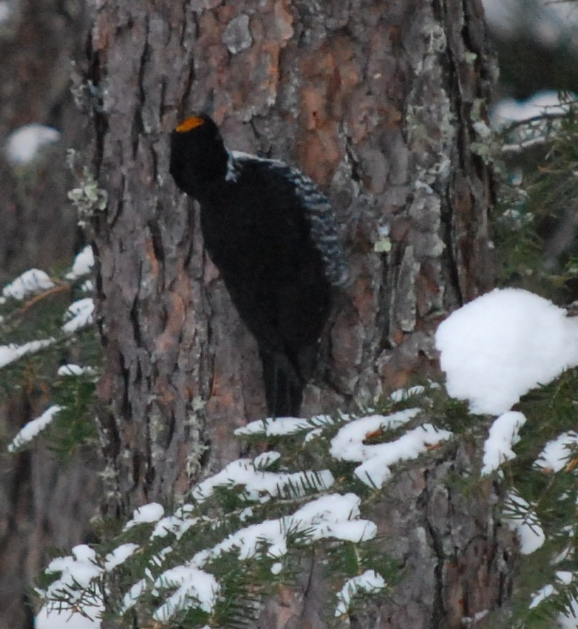 Black-backed Woodpecker - ML644749437
