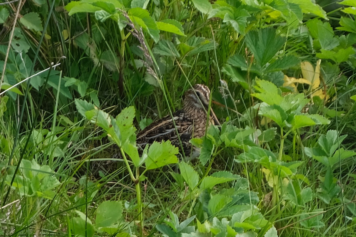 Agachadiza Común - ML644749450