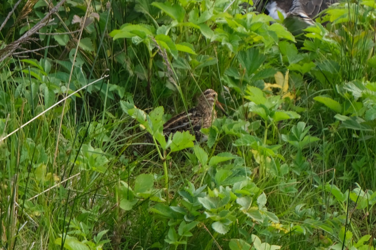 Agachadiza Común - ML644749451