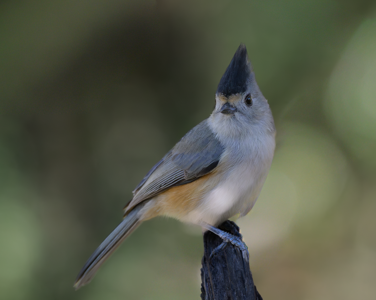 Black-crested Titmouse - ML644749485