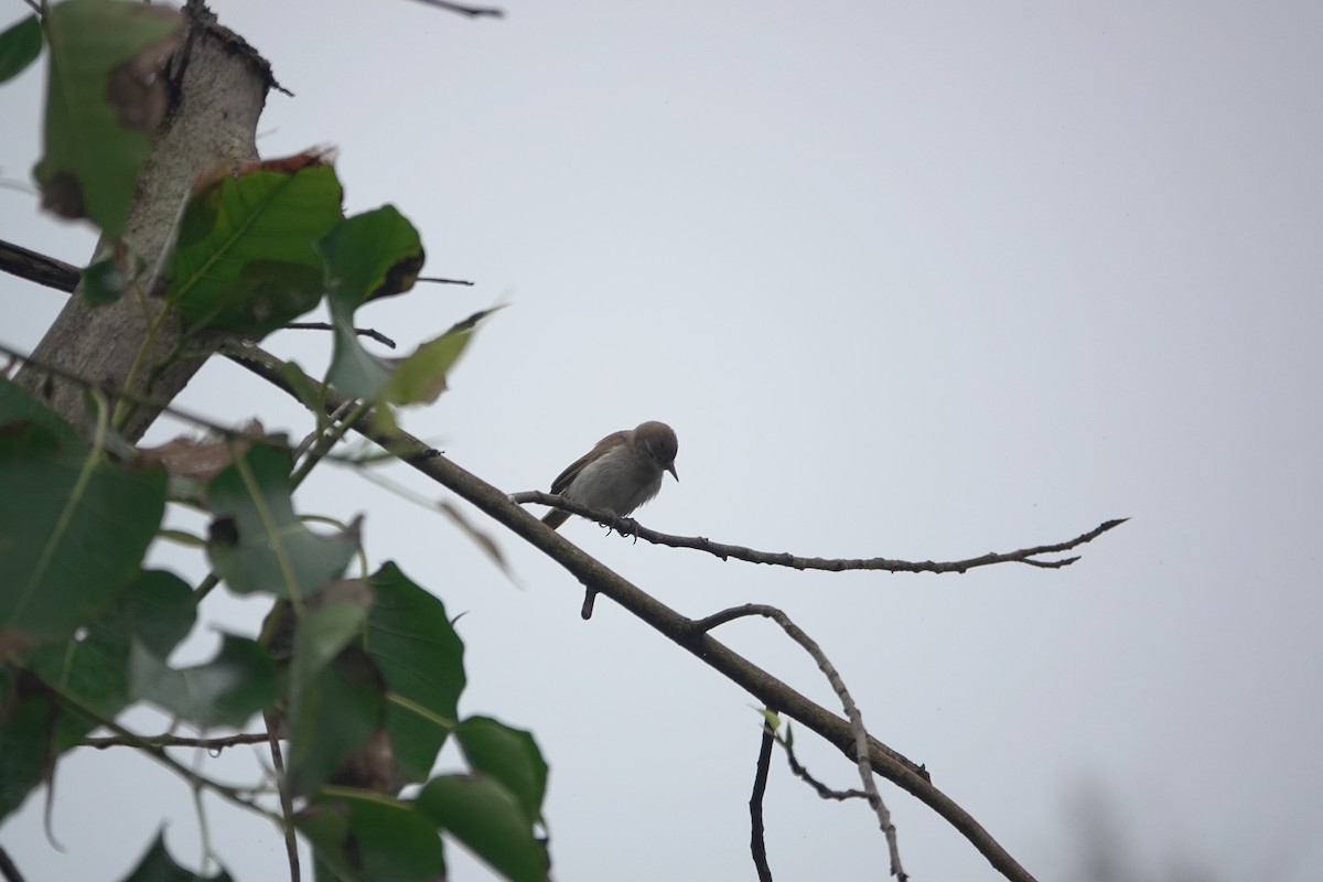 Acrocephalus sp. - ML644749501