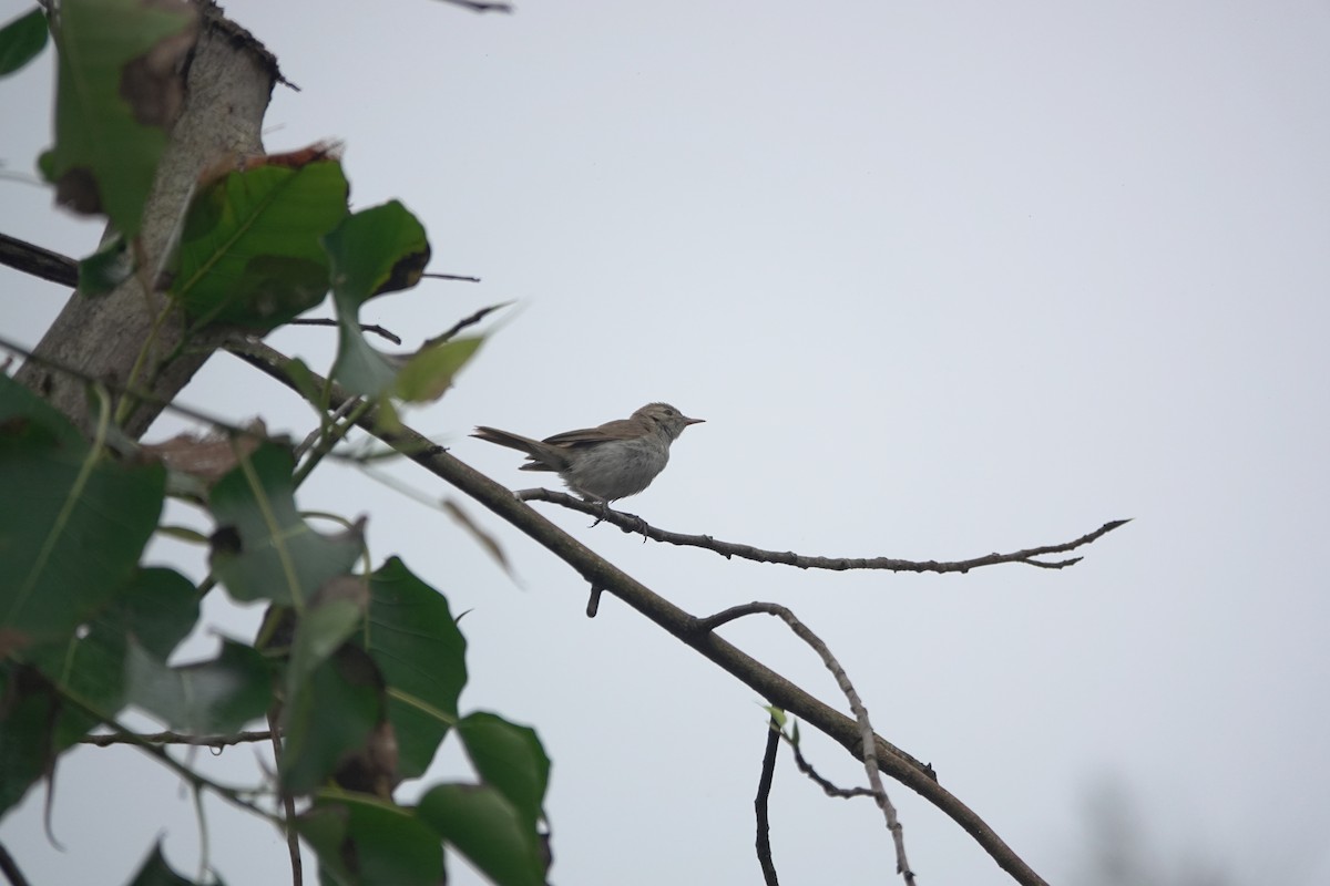 Acrocephalus sp. - ML644749502