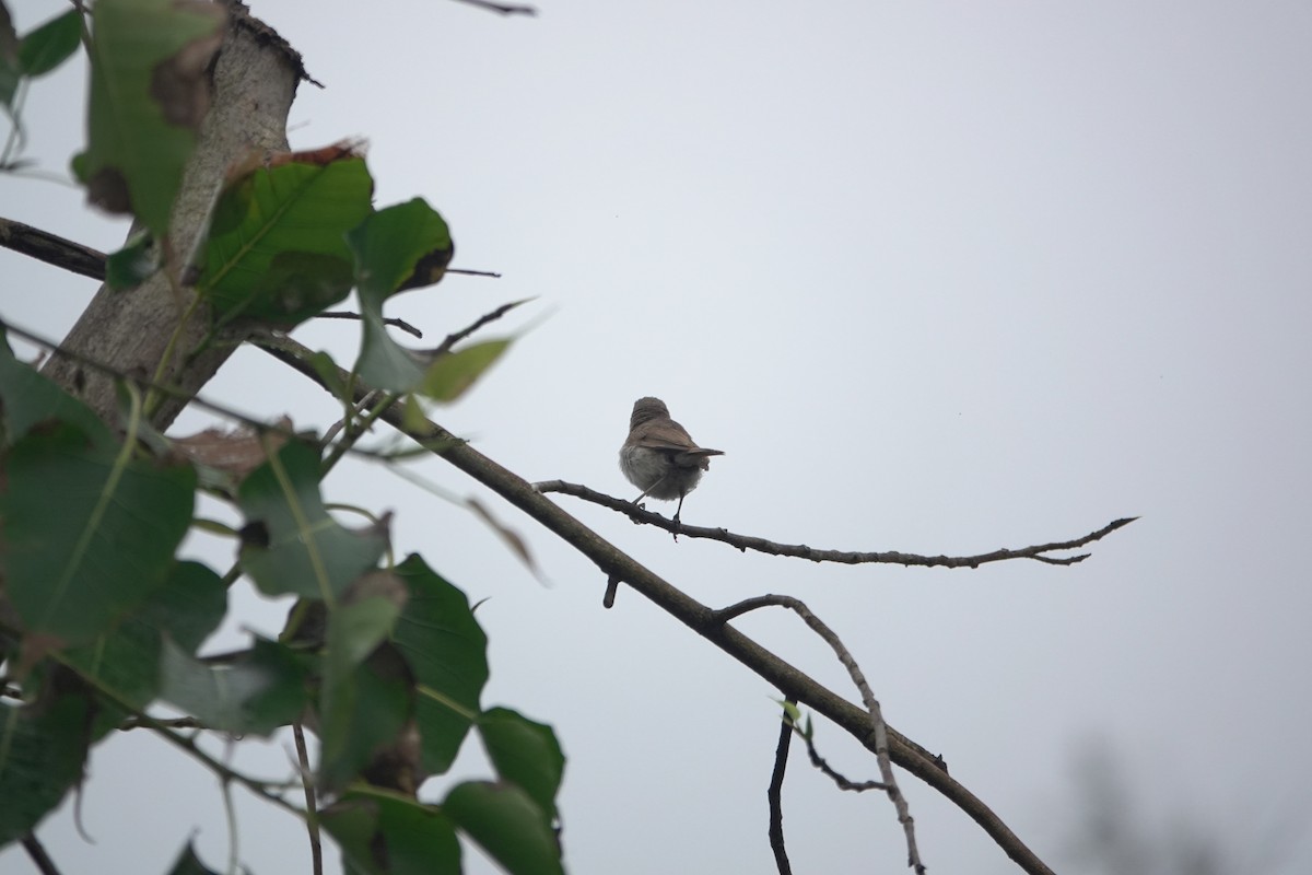 Acrocephalus sp. - ML644749503