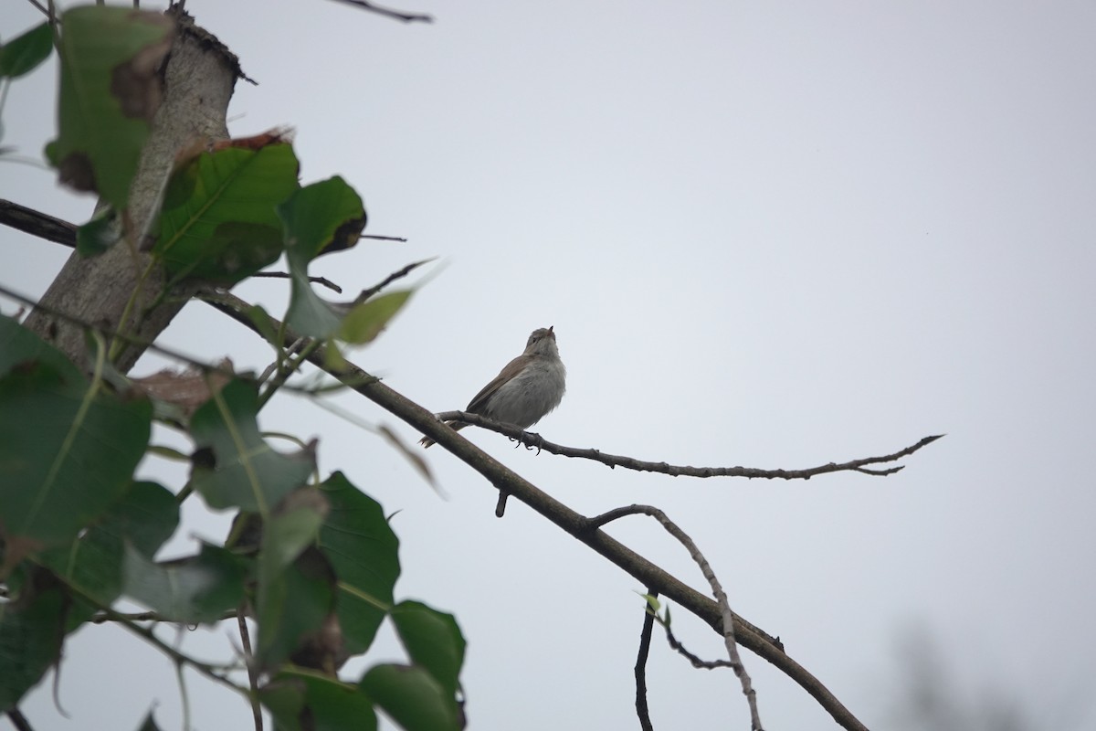 Acrocephalus sp. - ML644749504