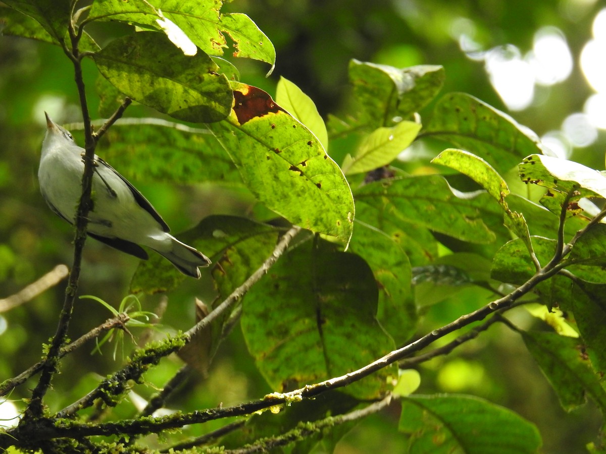 Пісняр-лісовик рудобокий - ML644749508