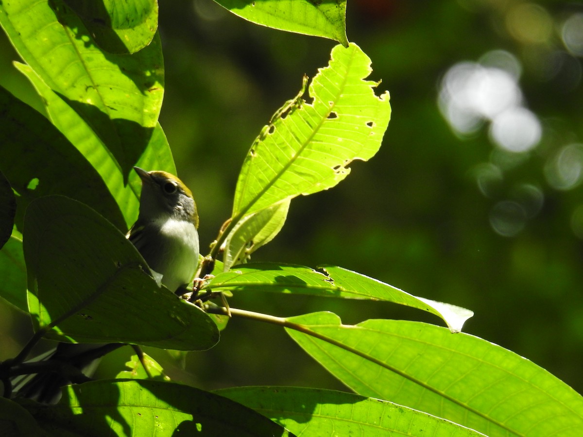 Пісняр-лісовик рудобокий - ML644749509