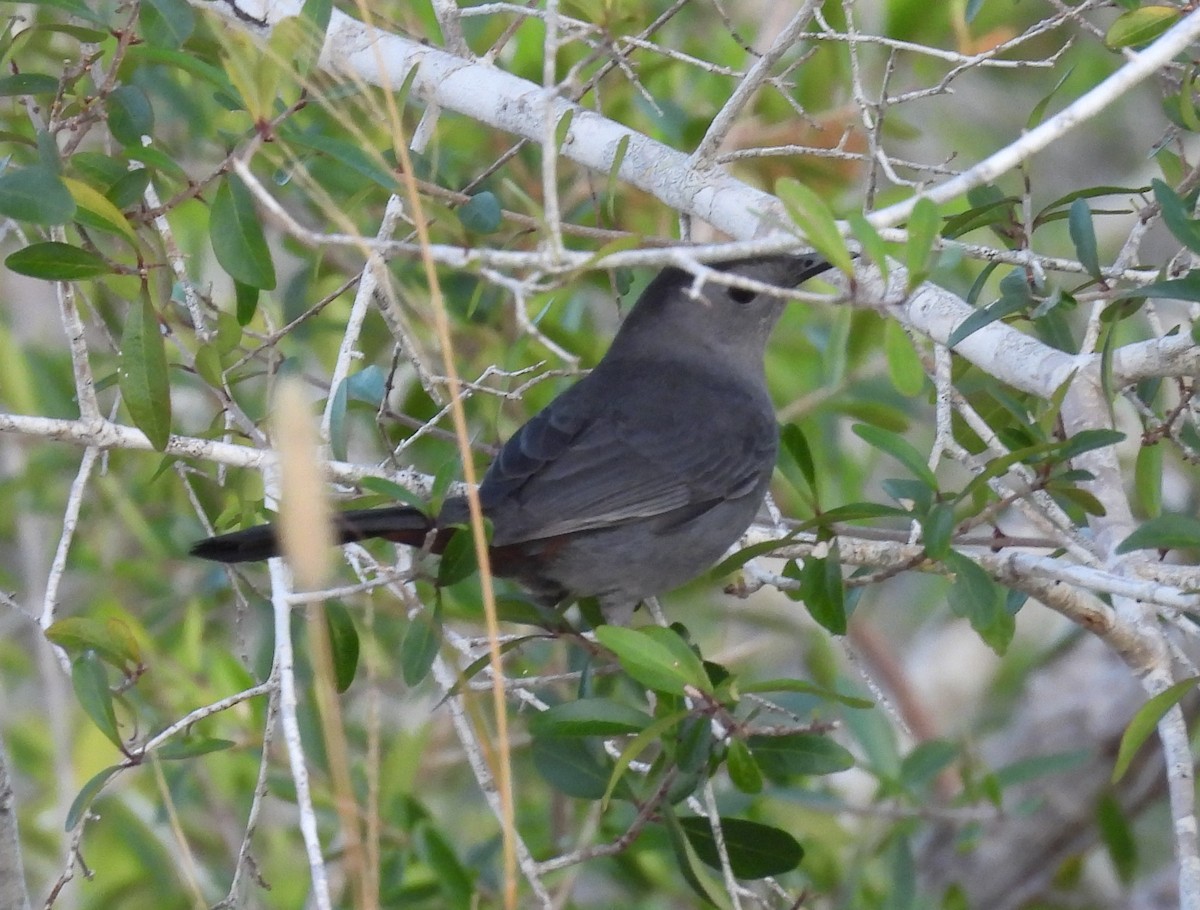 Miaulari grisa - ML644749528