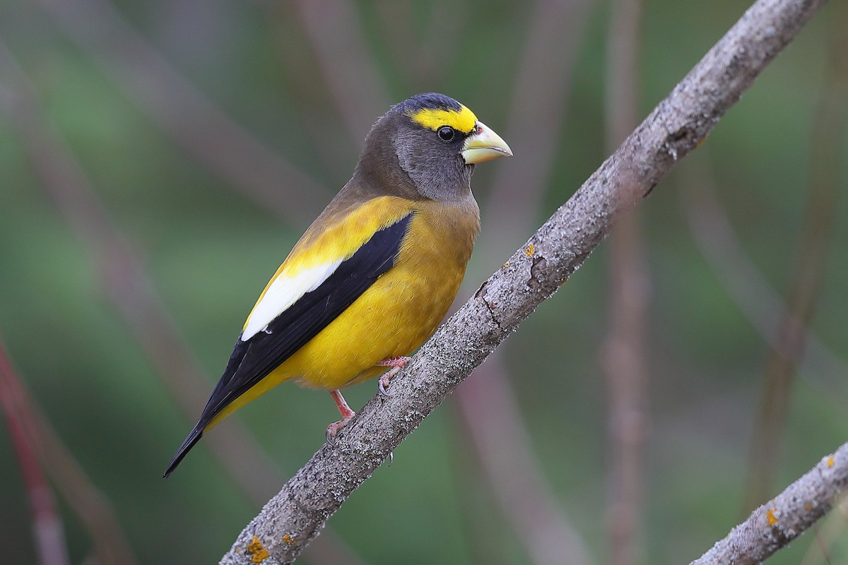 Evening Grosbeak - ML644749529