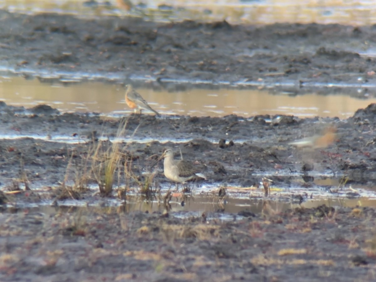 Bécassin à long bec - ML644749545