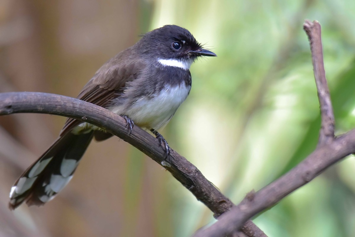 Rhipidure pie - ML644749548