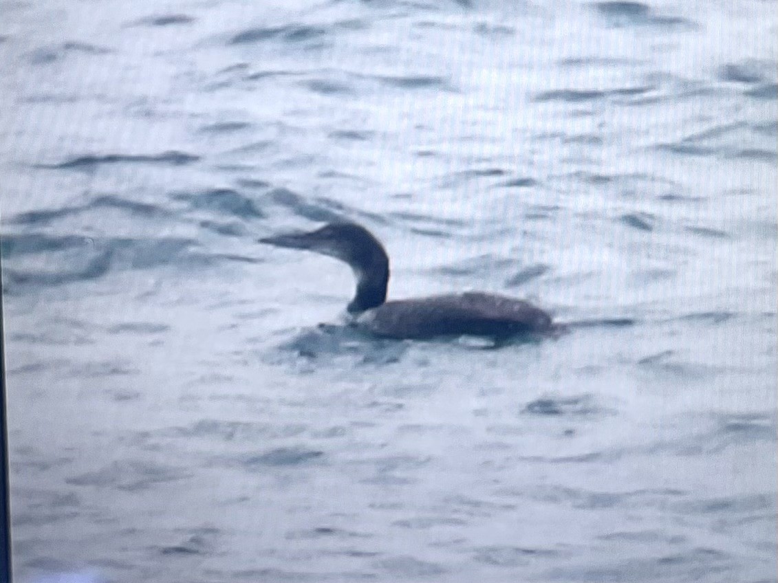 Aliota handia - ML644749549