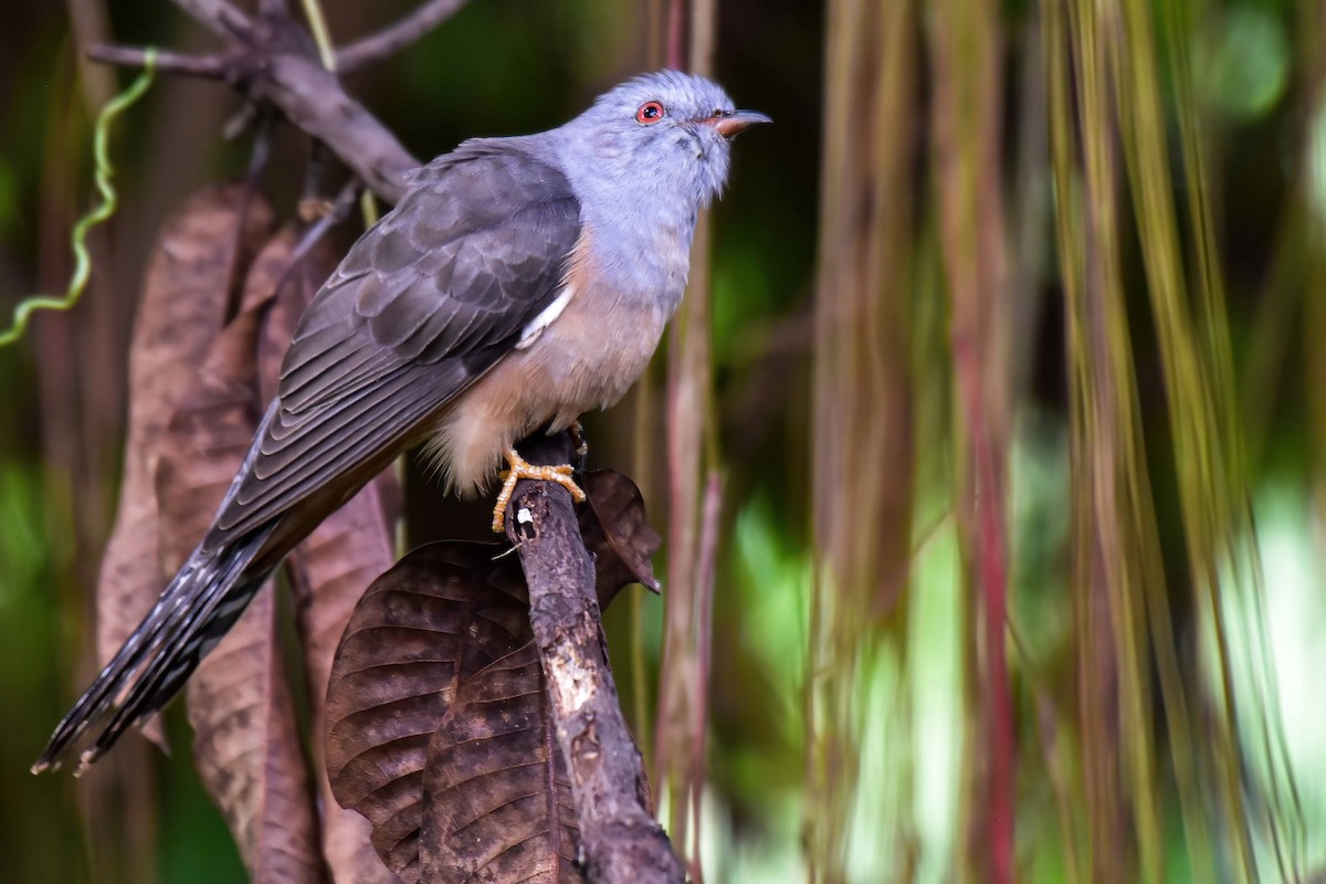 ヒメカッコウ - ML644749550