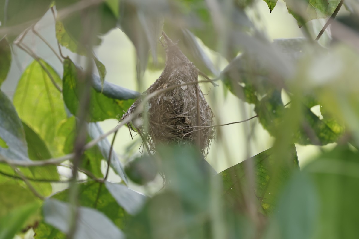 Todirostre à tête grise - ML644749554