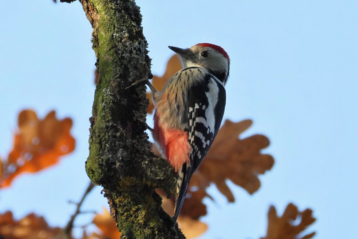 Pic mar - ML644749558