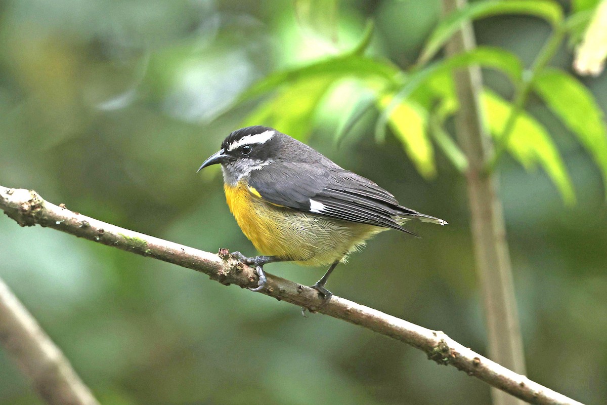 Bananaquit - ML644749599