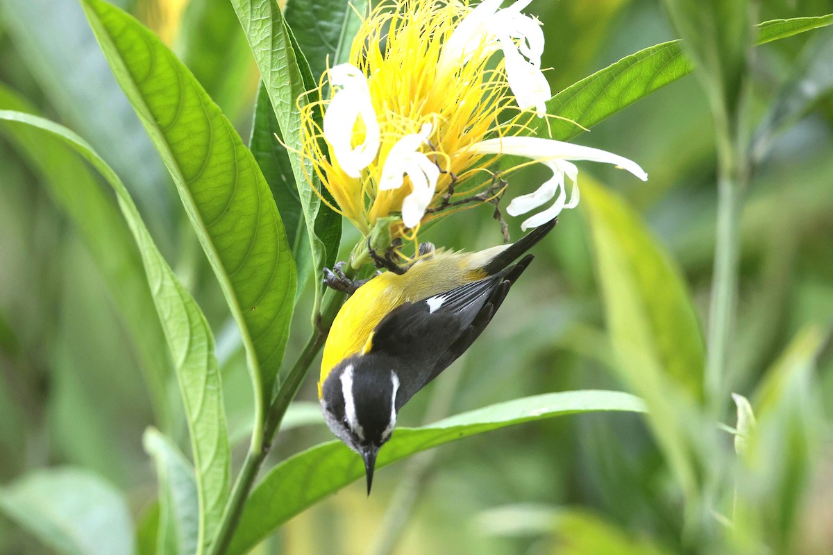 Bananaquit - ML644749600