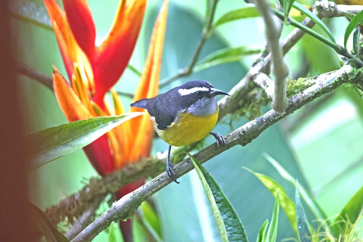 Bananaquit - ML644749601
