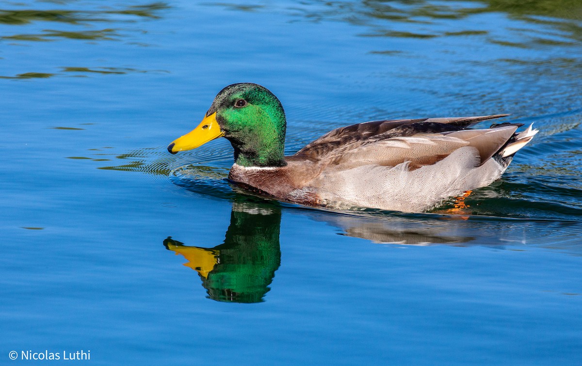 Зэрлэг нугас - ML644749618