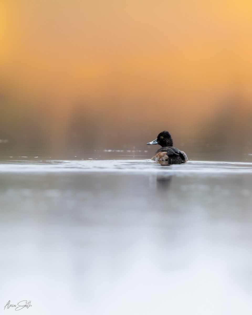 polák proužkozobý - ML644749626