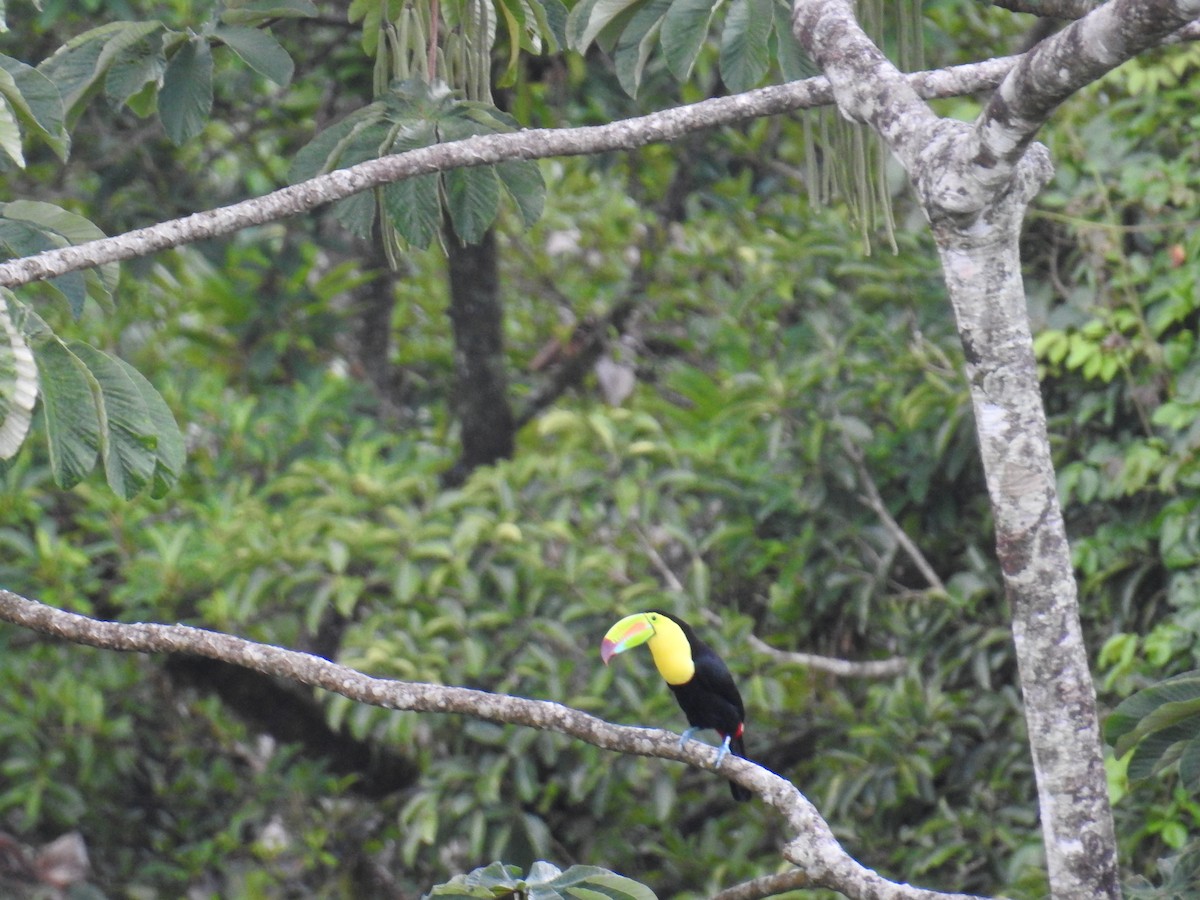 Keel-billed Toucan - ML644749631