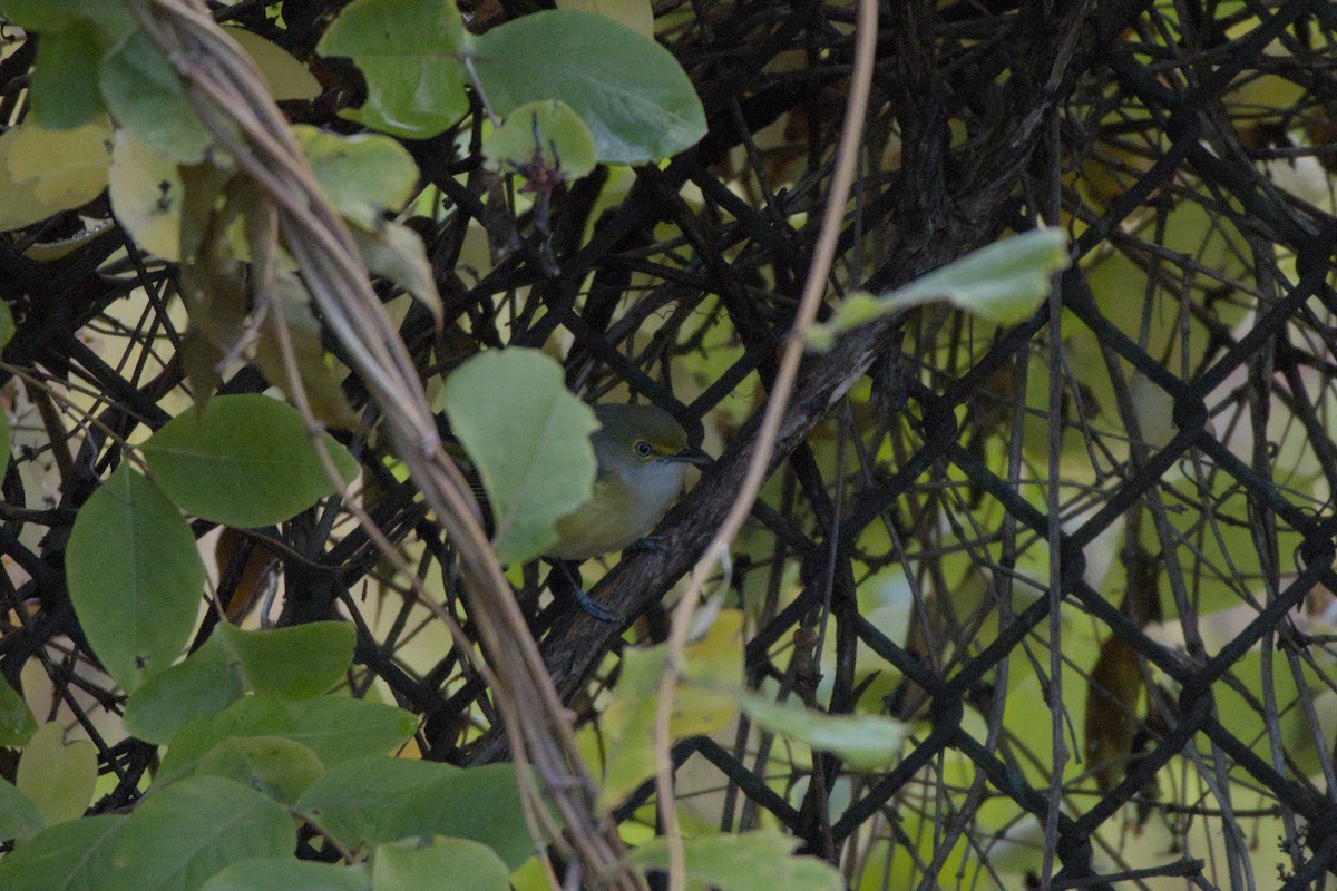 Weißaugenvireo - ML644749634