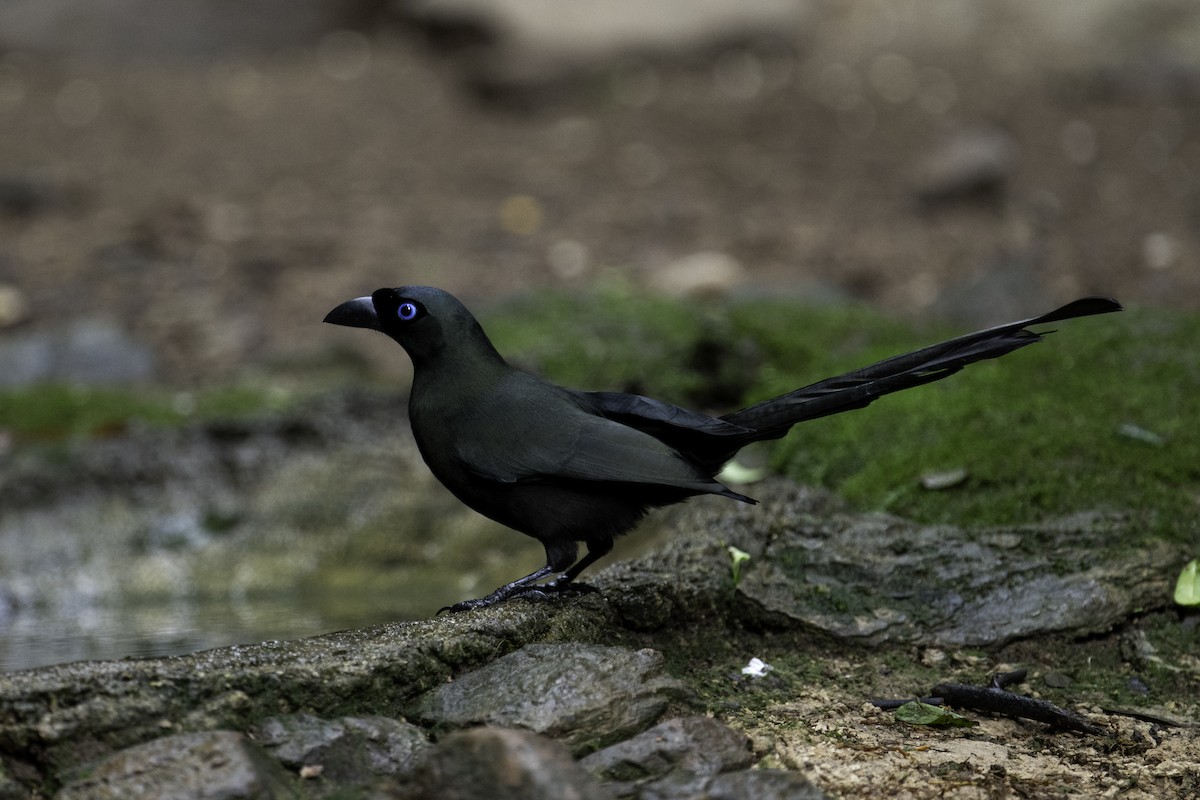 クロラケットオナガ - ML644749637