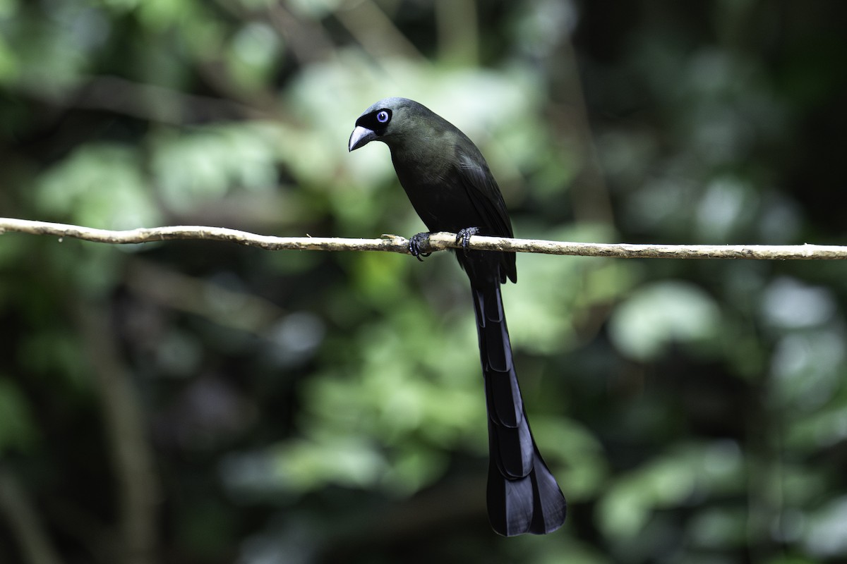 クロラケットオナガ - ML644749638