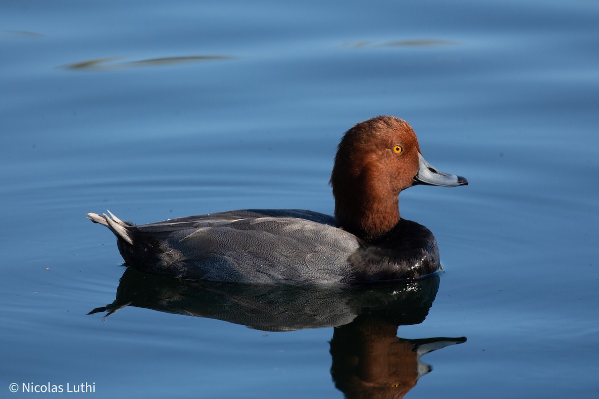 Redhead - ML644749641