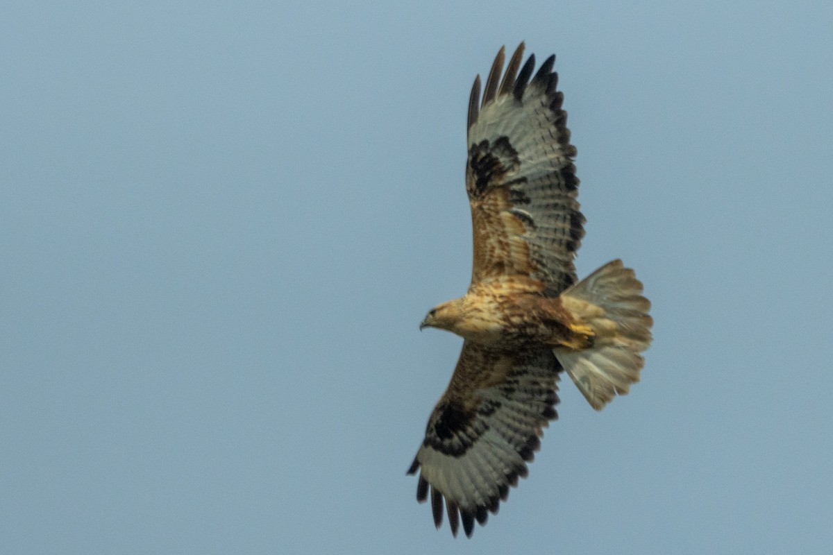 Курганник - ML644749642