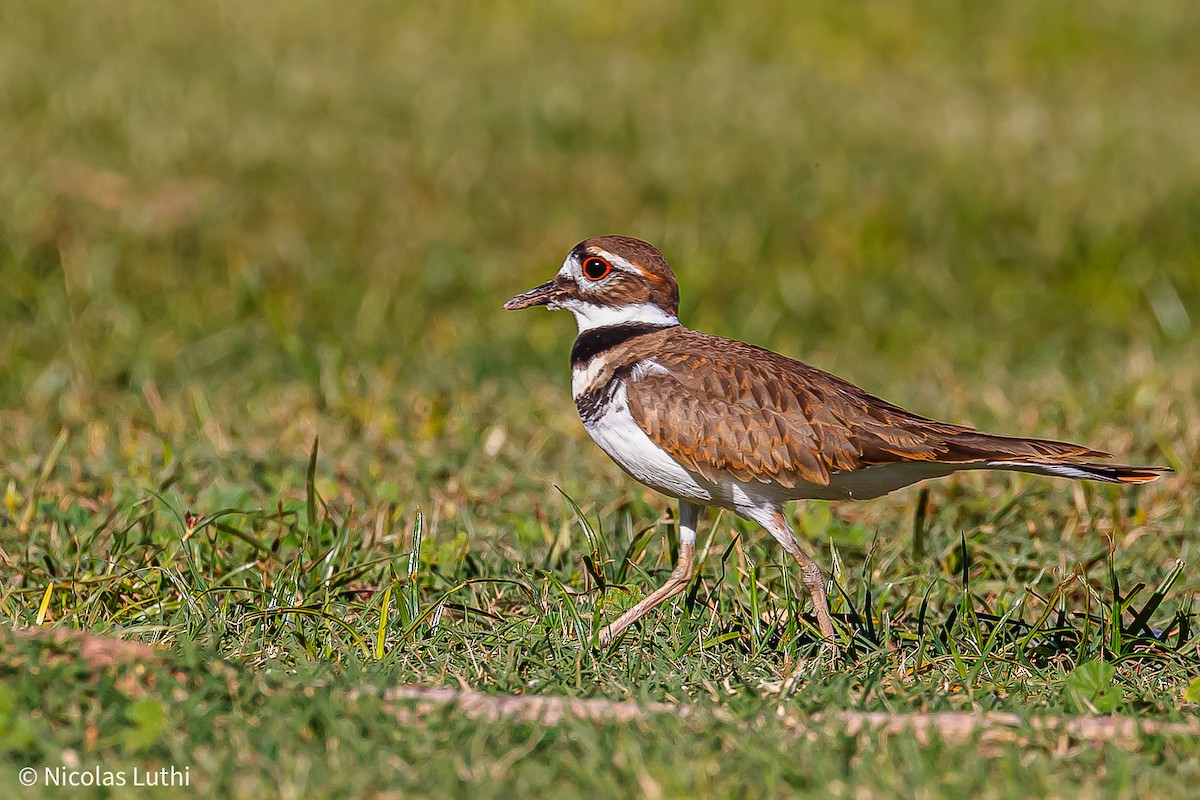 Killdeer - ML644749648