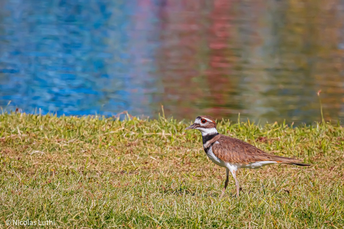 Killdeer - ML644749650