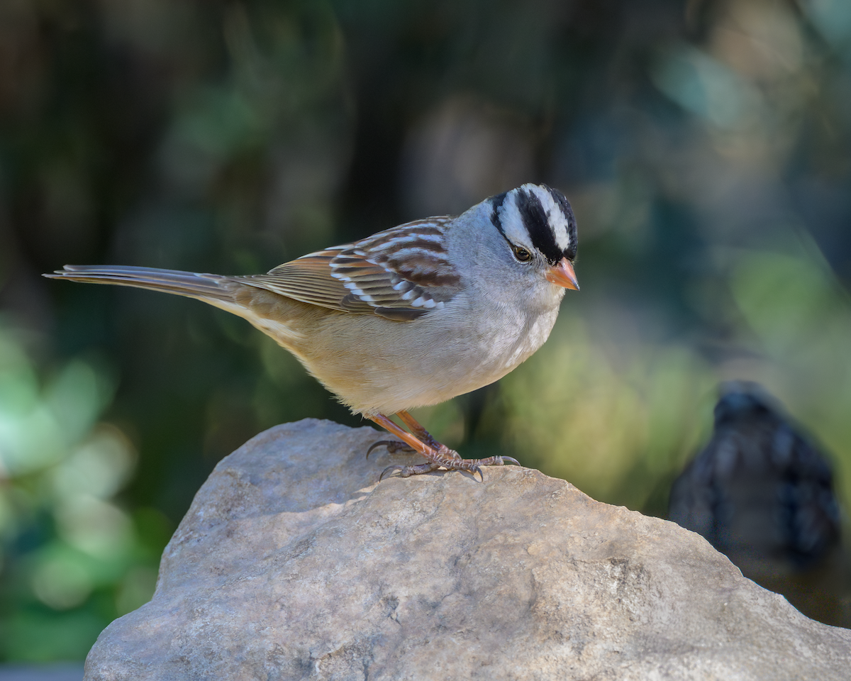 White-crowned Sparrow - ML644749655