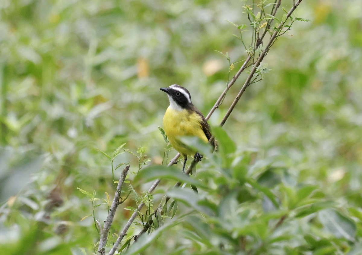 Sosyal Tiran [similis grubu] - ML644749656
